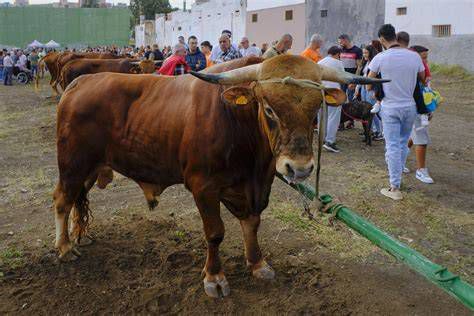 Fotografía temática: romería y feria de ganado en las fiestas de San Bartolomé