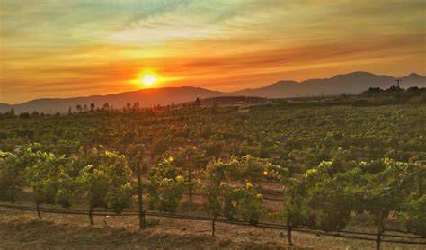 Viñedos del Valle de Guadalupe al atardecer