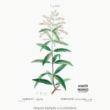 Ilustración de Aloysia citriodora (hierba luisa) con hojas y flores