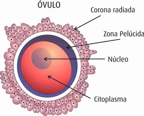 esquema: óvulo presente en recién nacida