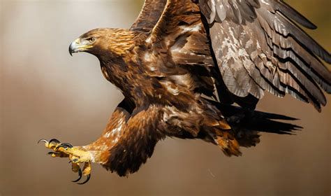 amuleto de Bayek dejando impronta de águila en la arena