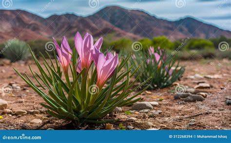 Ilustración de flores del desierto simbolizando esperanza y fortaleza espiritual