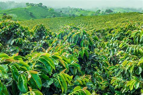 Imagen del río Valle Nacional y cultivo de café