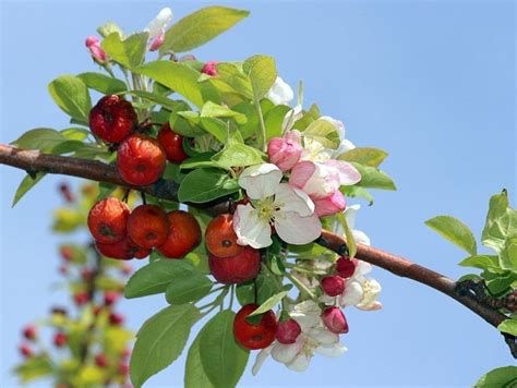 Manzano silvestre en flor