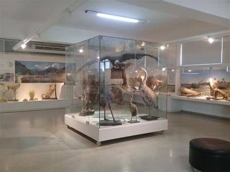 Vitrinas del museo de ciencias del colegio con taxidermias y aparatos científicos