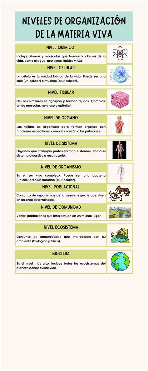 infografia-organizacion-moe