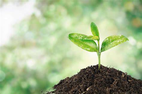 Ícono: neófito como planta recién plantada (infografía del término y su etimología)