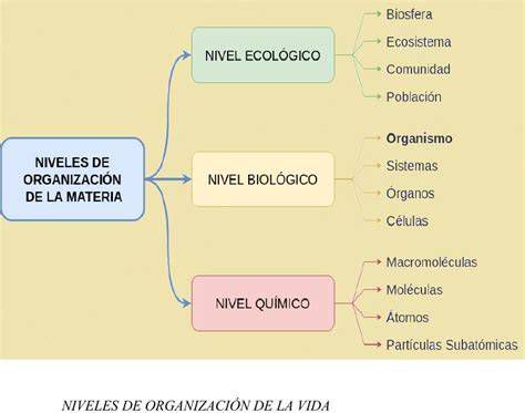 Diagrama de niveles de un mecanismo biológico con entidades y actividades