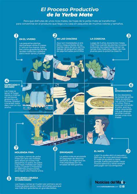 Infografía sobre el proceso Barbacuá y origen de la yerba mate