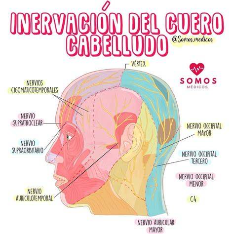 mapa de zonas del cuero cabelludo y nervios occipitales