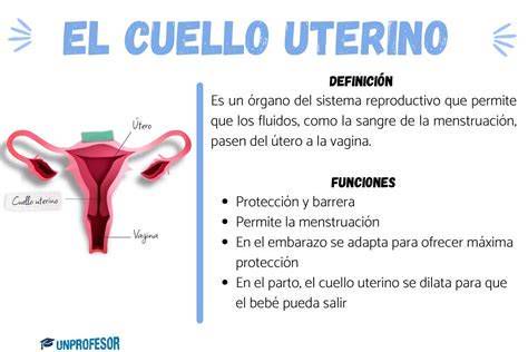 esquema del cuello uterino y zona de toma de muestra