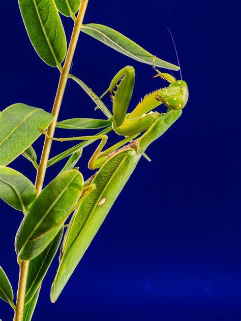 mantis camuflada en hojas
