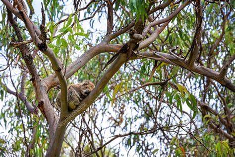 Koala en eucalipto en Kennett River