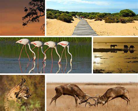 Paisaje natural y ecosistemas del Parque de Doñana en el Camino del Rocío