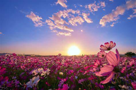 Amanecer y flores representando la pureza en la oración