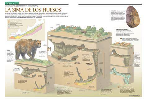Reproducción de los cráneos fósiles de la Sima de los Huesos