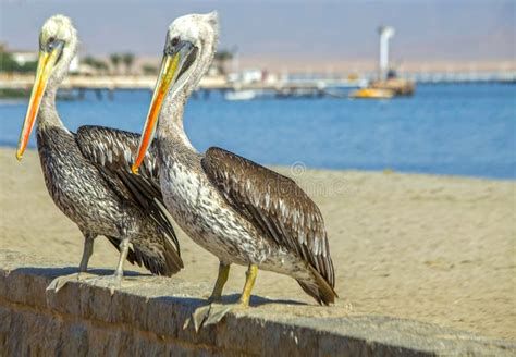 Pelícanos peruanos planeando cerca de la costa