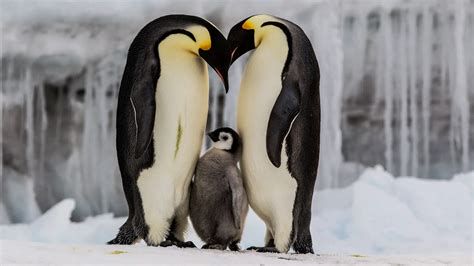 Pingüino emperador incubando en la Antártida