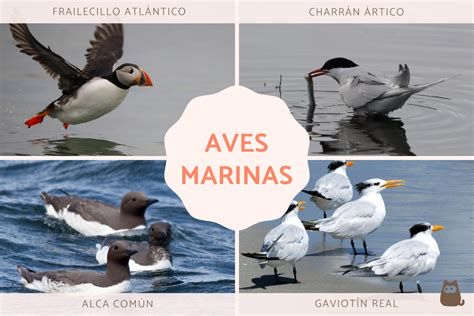 Diversidad de aves marinas pescando en diferentes hábitats