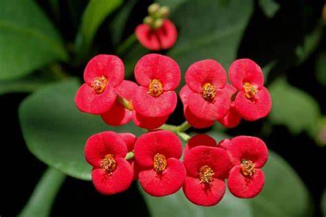 Infografía de la estructura y flor de la Euphorbia milii