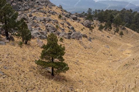 Manantial milagroso en bosque de ocotes