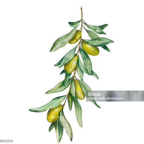 Ilustración de ramita de olivo y aceite de oliva