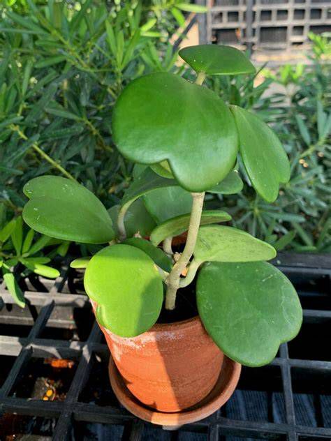 Hoya kerrii en maceta con hoja única y ejemplar enredadera