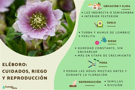 Esquema de cuidados: riego, sustrato, luz y reproducción