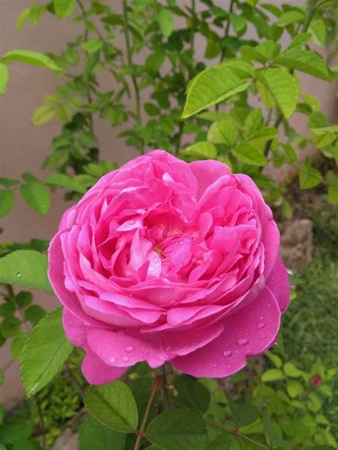 Rosas de Castilla en invierno: símbolo del milagro