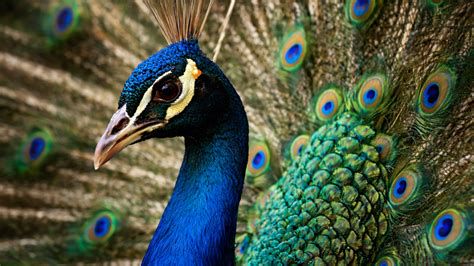 Pavo real con su plumaje desplegado, símbolo de belleza e inmortalidad