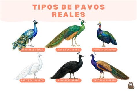 Variedades y colores del plumaje de pavos reales