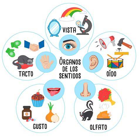 infografía: esquemas de los distintos sentidos de 
