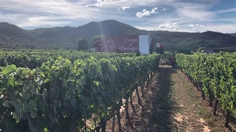 Bodega Crego e Monaguillo: viñedos en Monterrei