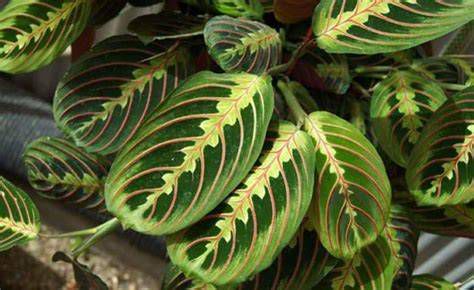 Planta de la oración con hojas plegadas como en oración