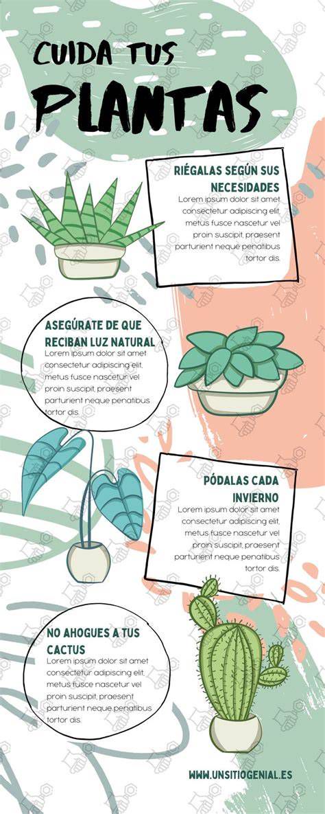 Infografía sobre los cuidados de la planta de oración: riego, luz y humedad